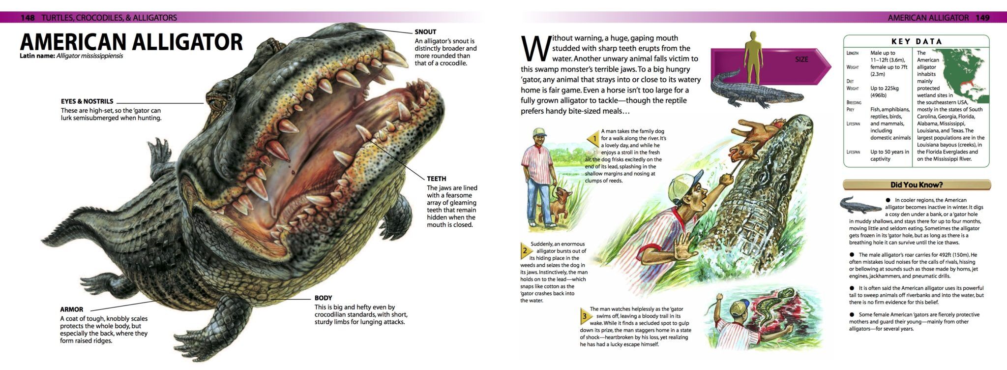 SNAKES, CROCODILES and LIZARDS　洋書　写真集 Reptiles - Snakes, Lizards, Crocodilians & Turtles - The