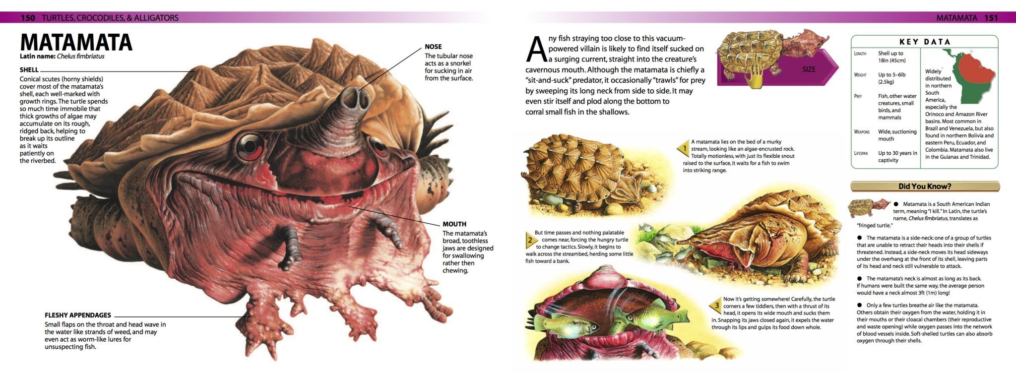 Snakes and Reptiles - Amber Books