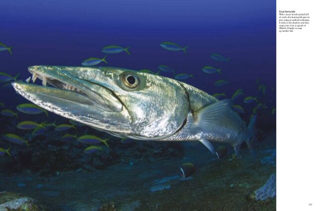 Sharks & Underwater Predators [in photographs] by Tom Jackson - Amber Books