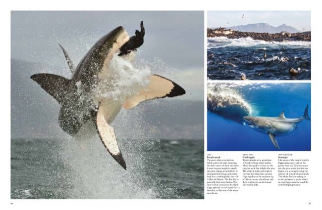 Sharks & Underwater Predators [in photographs] by Tom Jackson - Amber Books