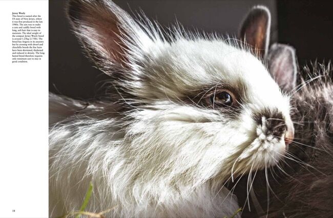 Rabbits [Photographic guide] by Tom Jackson - Amber Books