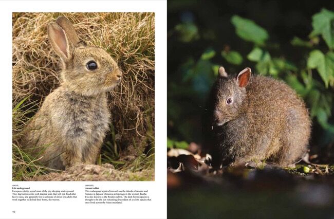 Rabbits [Photographic guide] by Tom Jackson - Amber Books