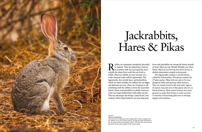 Rabbits [Photographic guide] by Tom Jackson - Amber Books