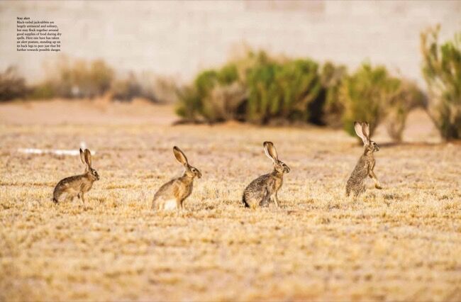 Rabbits [Photographic guide] by Tom Jackson - Amber Books