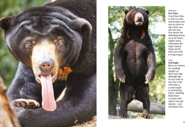 Bears [mini edition] by Tom Jackson - Amber Books