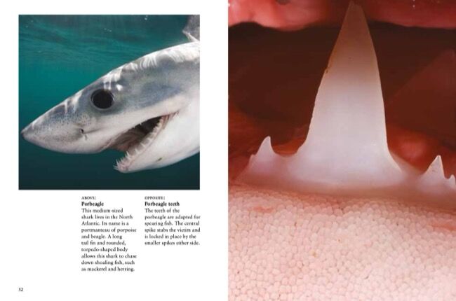Sharks & Underwater Predators [mini edition] by Tom Jackson - Amber Books