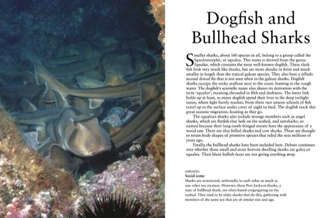 Sharks & Underwater Predators [mini edition] by Tom Jackson - Amber Books