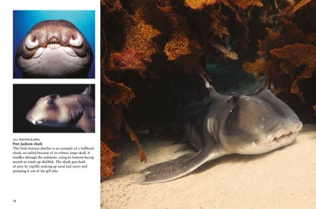 Sharks & Underwater Predators [mini edition] by Tom Jackson - Amber Books